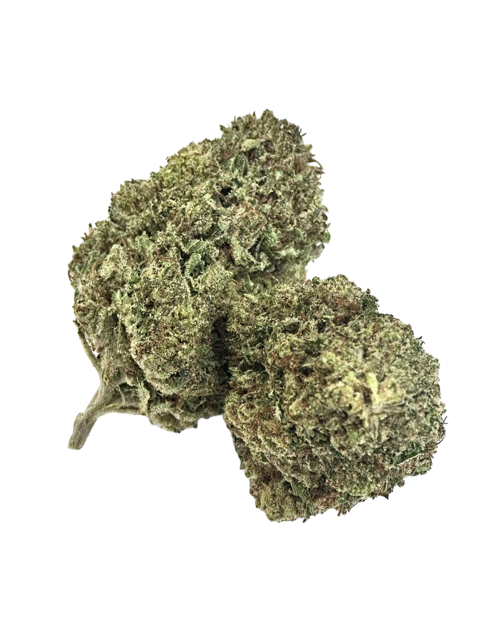 rollex-og-kush-foto